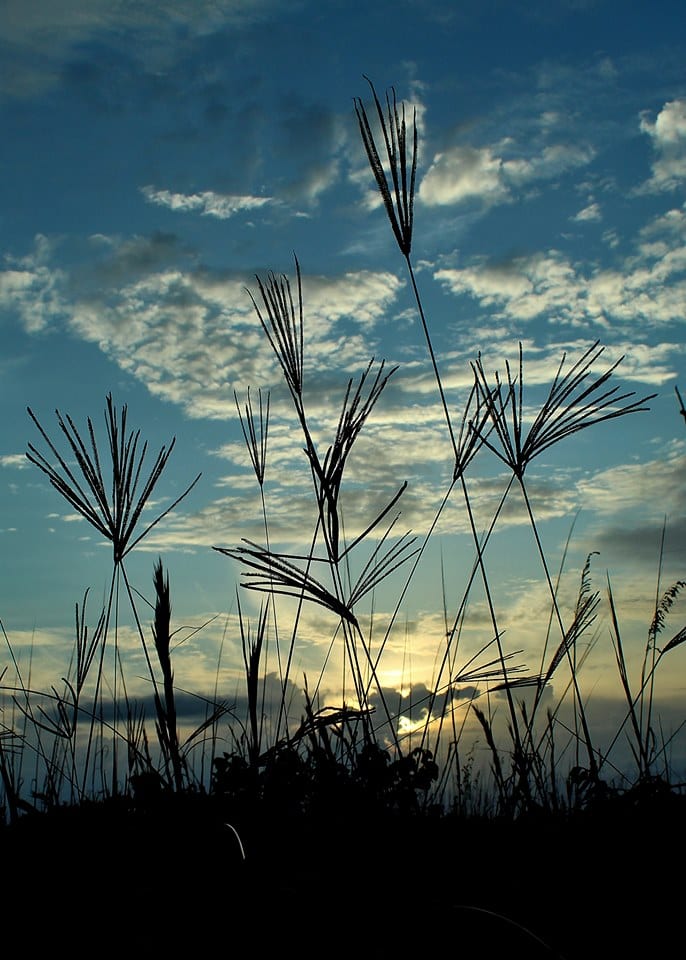 Chasing the Wind